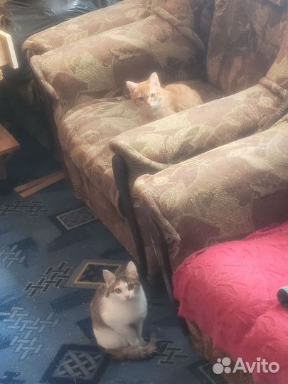 Котята в добрые руки бесплатно