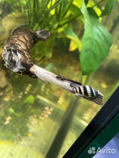 Улитка хелена