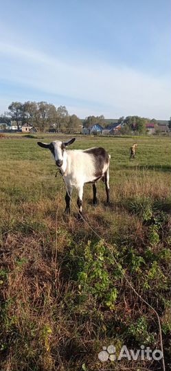Коза дойная альпийская