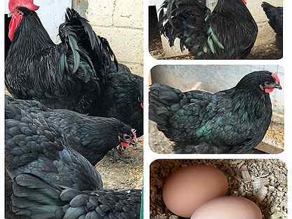 Инкубационное яйцо кур Джерсийский гигант