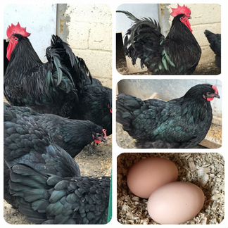 Джерсийский гигант инкубационное яйцо