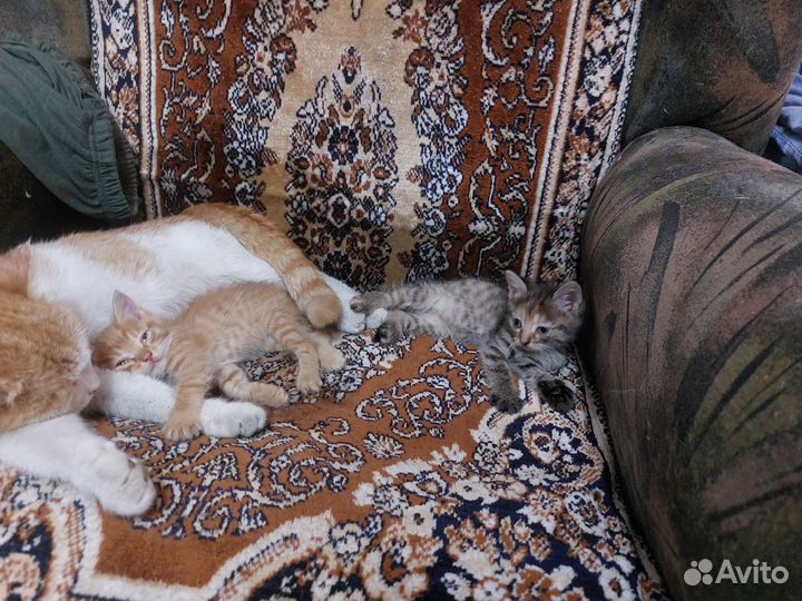 Котята в добрые руки