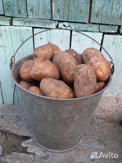 Продам картофель домашний