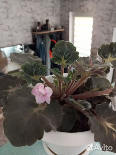 Листочки укорененные