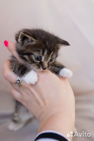 Котенок девочка, 1,5 месяца