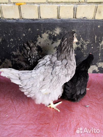 Куры молодка