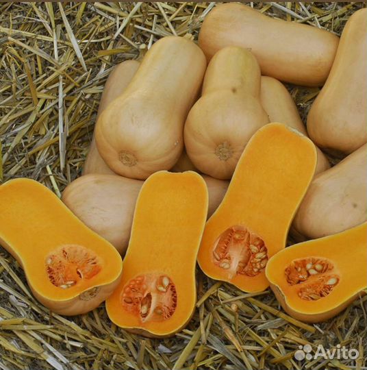 Тыква Плуто семена