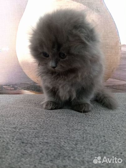 Британские котята