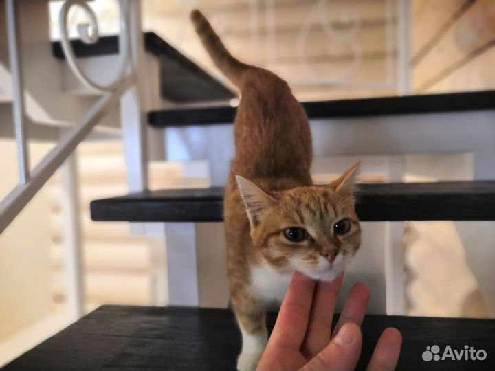 Кошка в дар бесплатно