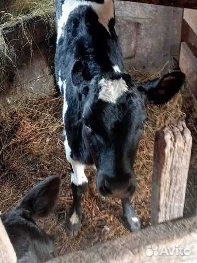 Тёлочка полтора месяца