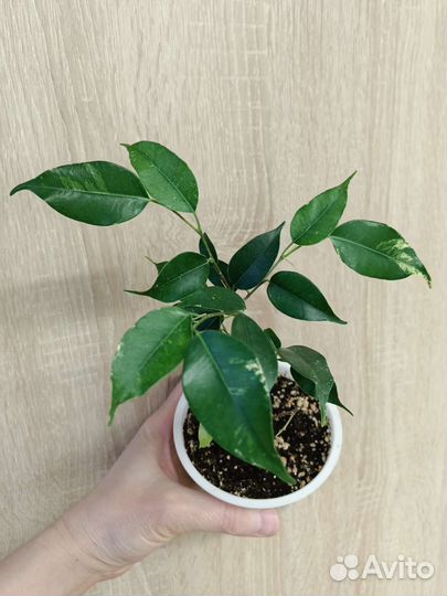Редкие взрослые сортовые фикусы