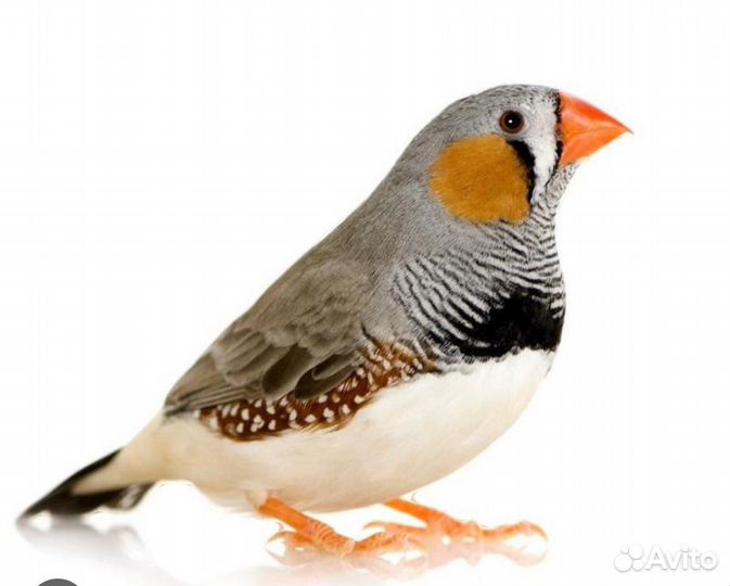 Амадины зебровые