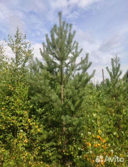 Сосна обыкновенная, береза