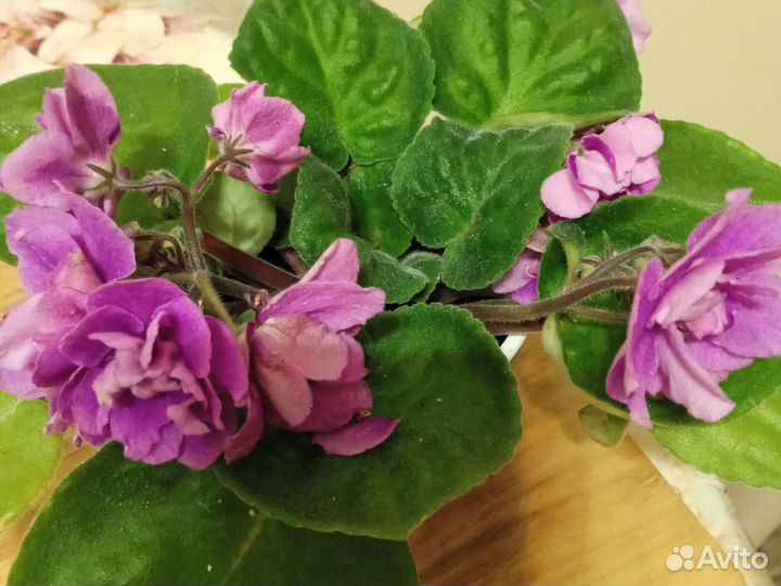 Фиалки сортовые