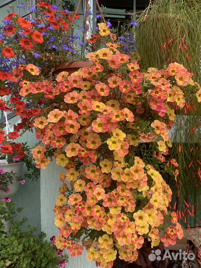 Ампельные цветы