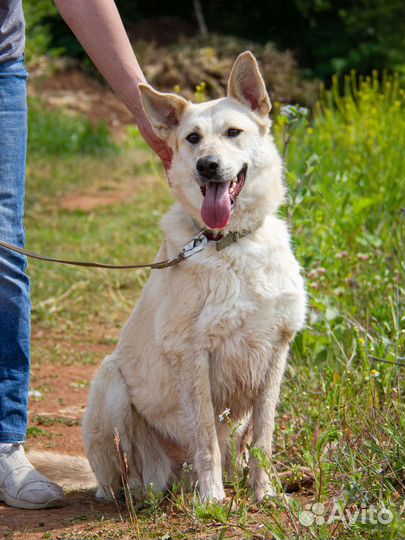 Собака в добрые руки