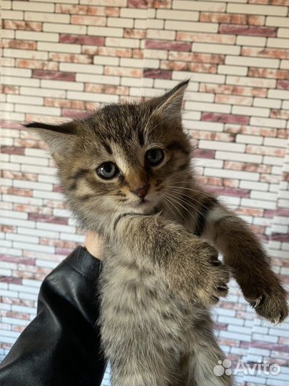 Самые красивые котятки