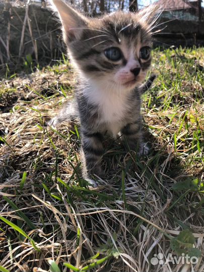 Котята в добрые руки даром