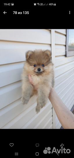 Померанский шпиц