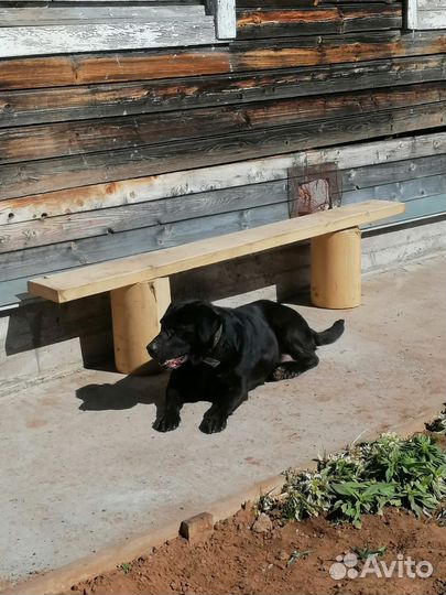 Щенки в добрые руки