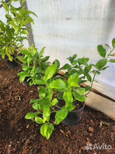 Саженцы лимона