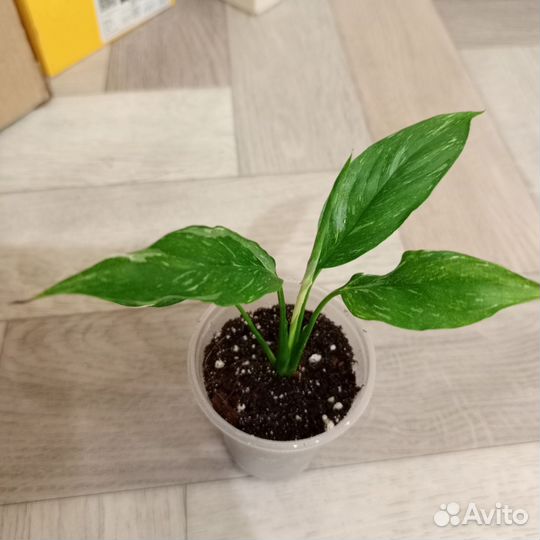 Спатифиллум домино