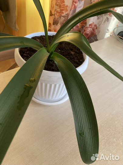 Кливия оранжевая в горшке