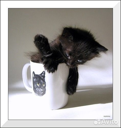 Котенок черный