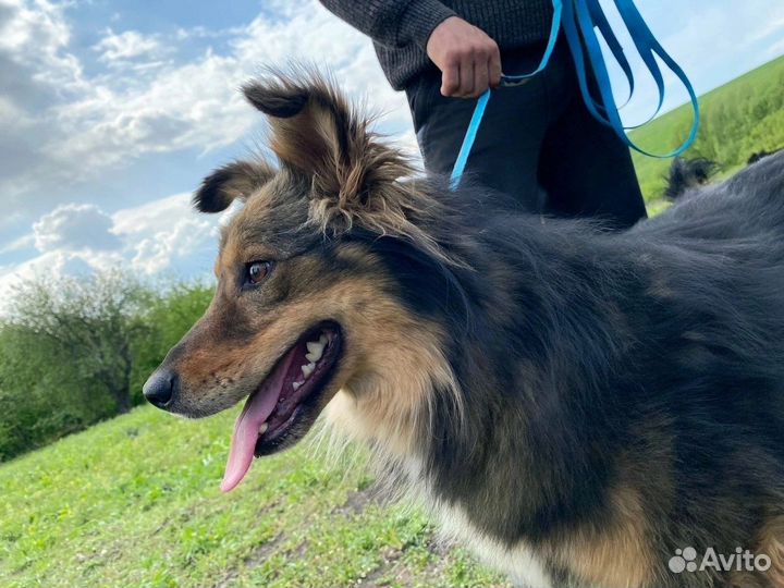 Собака в добрые руки