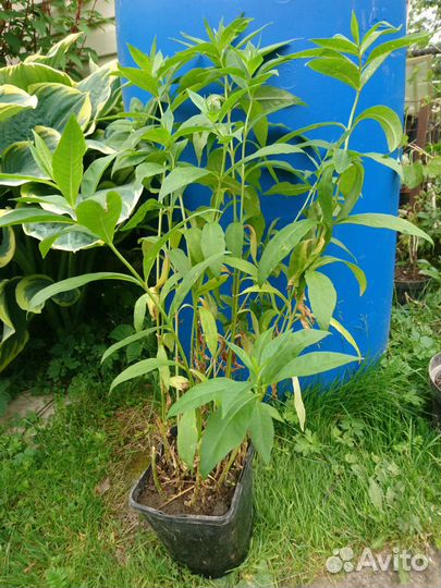 Саженцы чёрной и красн смородины, жасмин, крыжовн