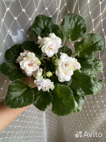 Цветущие фиалки