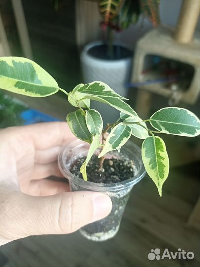 Фикусы Бенджамина(разные сорта)