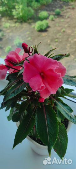 Бальзамин новогвинейский