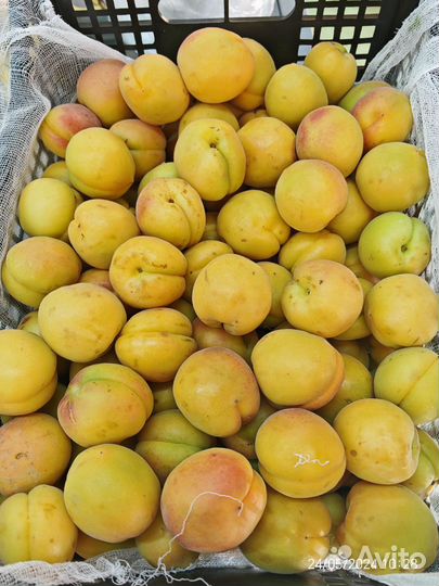 Абрикос оптом