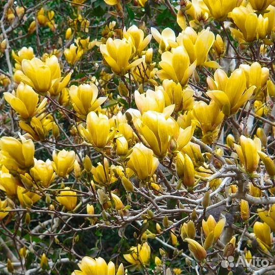 Магнолия - Магнолия штамб