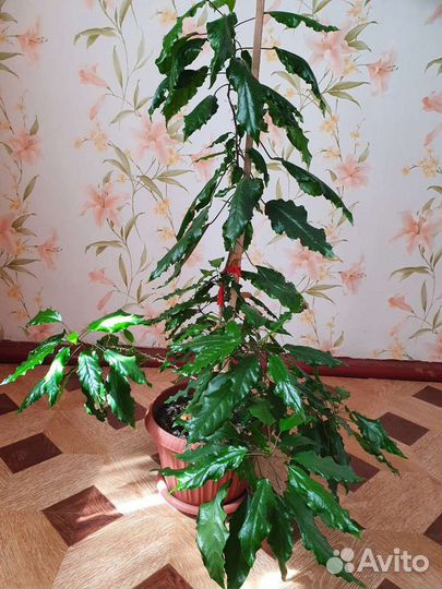 Гибискус китайская роза