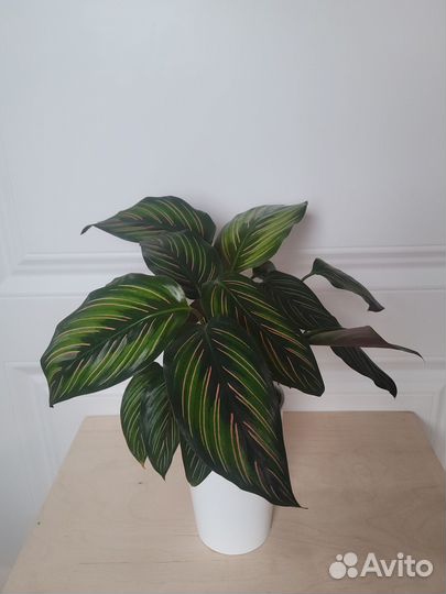 Калатея Пинстрайп