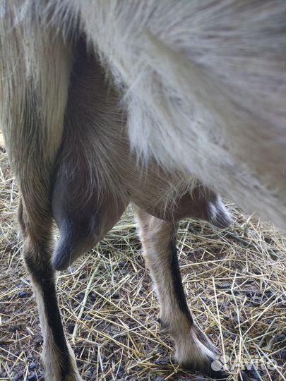 Дойная коза