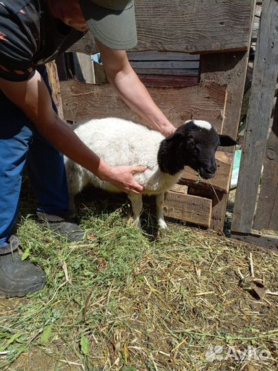 Бараны дорпер