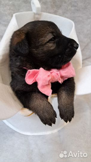 Щенки немецкой овчарки бронь