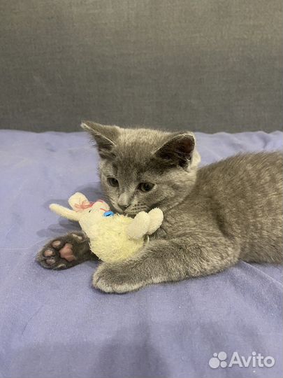 Кошечка