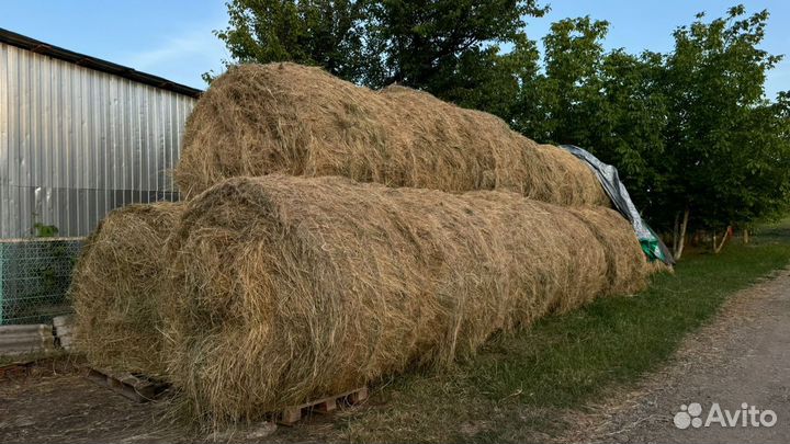 Продам сено в рулонах