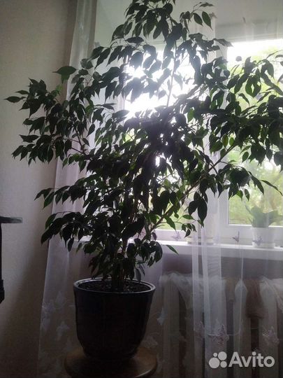 Фикус в горшке