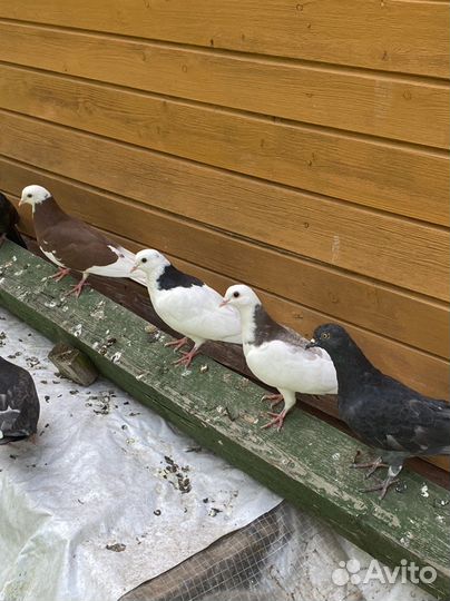 Голуби