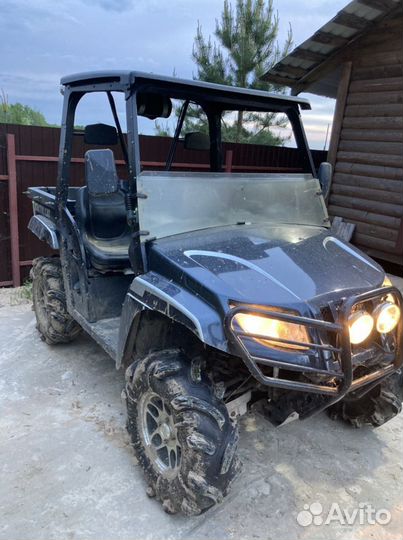 Arctic cat