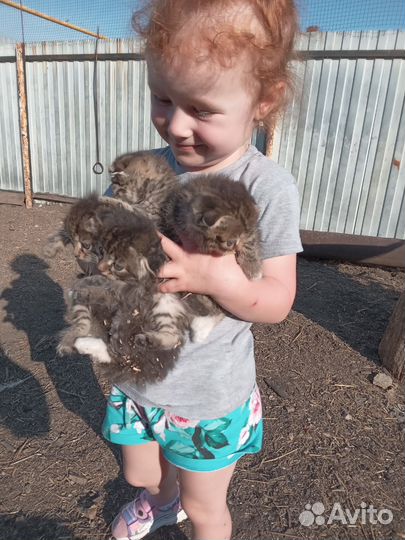 Вислоухие котята в добрые руки