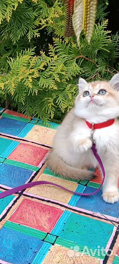 Кошка британская золотая шиншилла