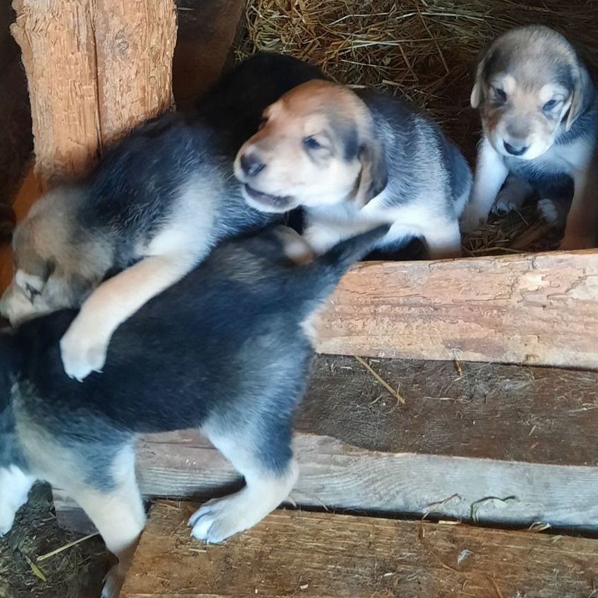 Щенок русской гончей