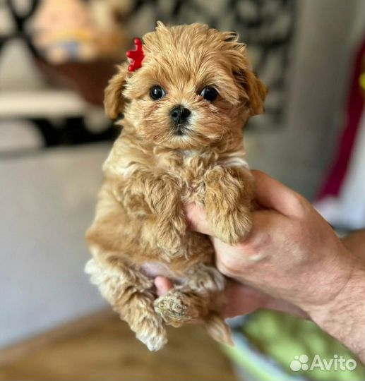 Щенки мальтипу