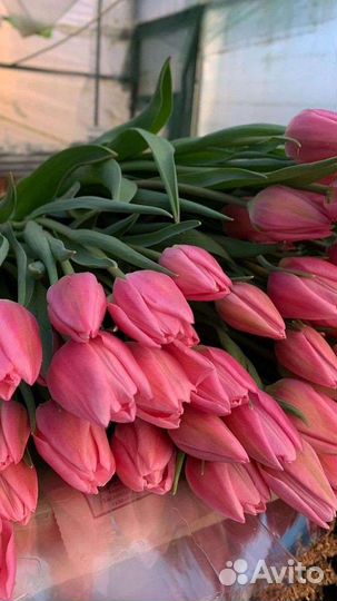 Тюльпаны к 8 марта оптом